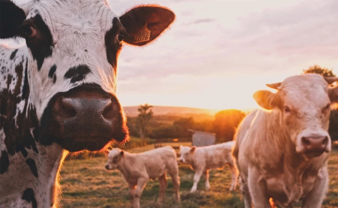 cows milk alternatives