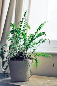 Boston Fern (Nephrolepis exaltata 'Bostoniensis')