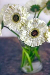 Barberton daisy (Gerbera jamesonii)