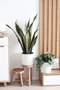 Snake Plant