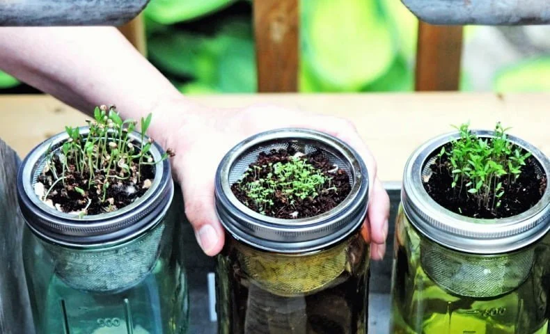 14 Easy Vegetables You Can Grow Indoors