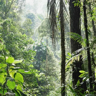 5-day rejuvenation retreat in a jungle area,puntarenas province, gamba, costa rica